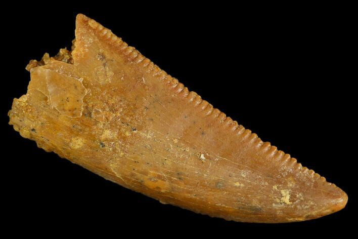 Serrated, Raptor Tooth - Real Dinosaur Tooth #127171